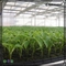 Квартиры штепсельной вилки клетки подноса 50 саженца высокого отражательного HDPE пластиковые для пускать ростии