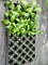 Поднос питомника подноса саженца 50 отверстий пластиковый для подноса цветка и клетки деревьев