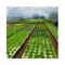 160 отверстий плавучая пенопласта EPS EPP для выращивания белых рассадочных овощей