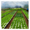 50/120/160/200 Дырная плавучая подкладка для выращивания овощей без почвы