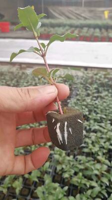 32, 50, 98, 108, , 200 Подносы для сеянцев, подносы для сеянцев, держатели для сеянцев